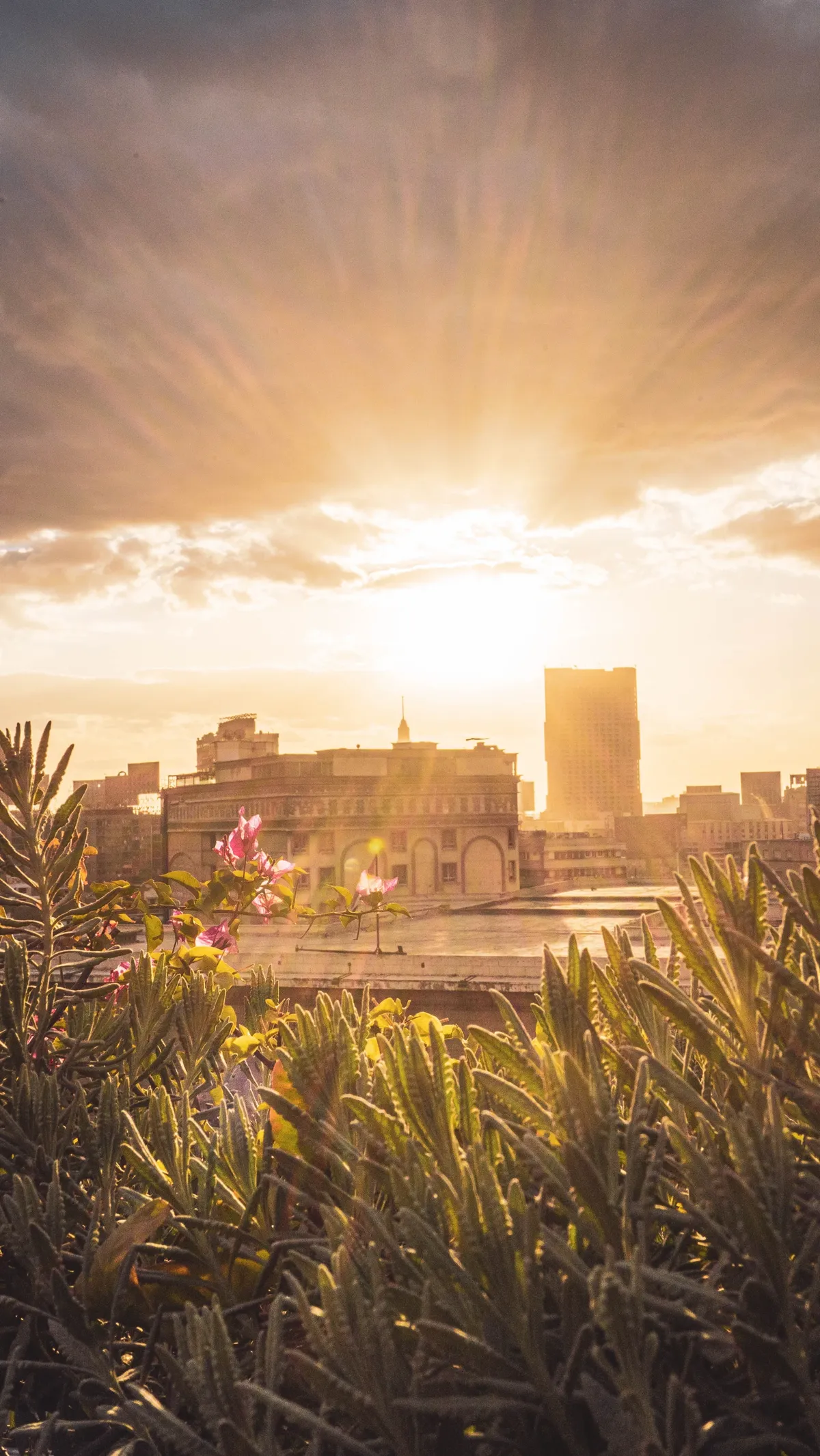Low sun shines through clouds over a Cairo rooftop garden with pink flowers and spiky green plants in the foreground.