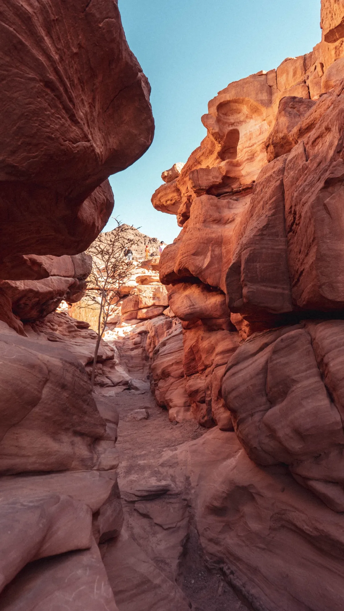 A tight canyon passage between smooth, curving red rock walls, with a bare tree in the distance.