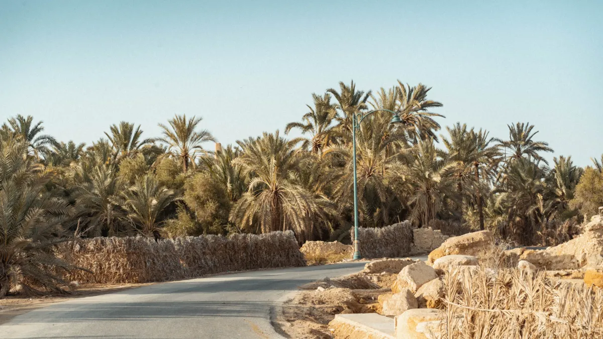 A quiet road lined with date palms and dry reed fences in the Siwa oasis under a clear sky.