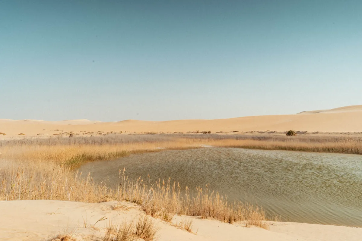A small pond ringed by dry reeds sits between pale sand dunes under a clear sky near Siwa.