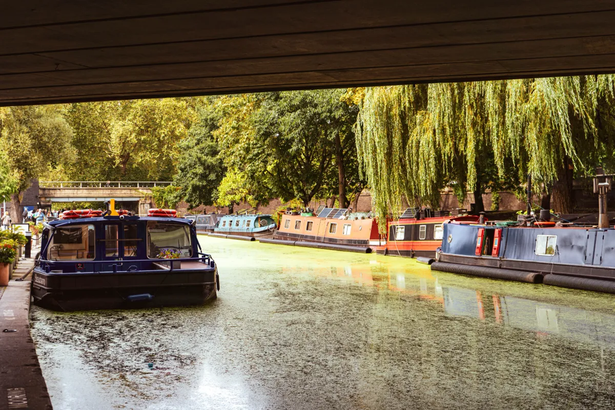 Narrowboats moored along a canal lined with weeping willows, seen from beneath a bridge, with green algae on the water.