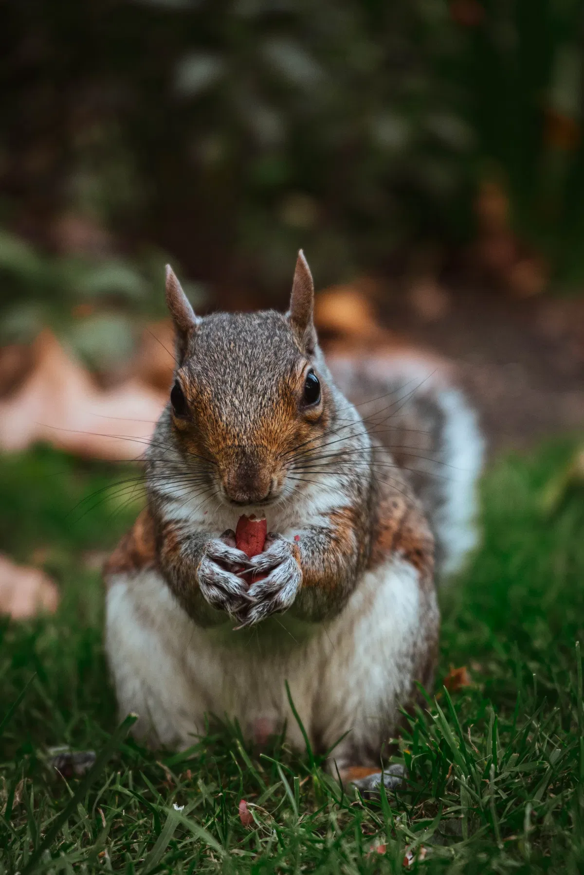 A grey squirrel sits upright on grass, holding a nut in its front paws and facing the camera.
