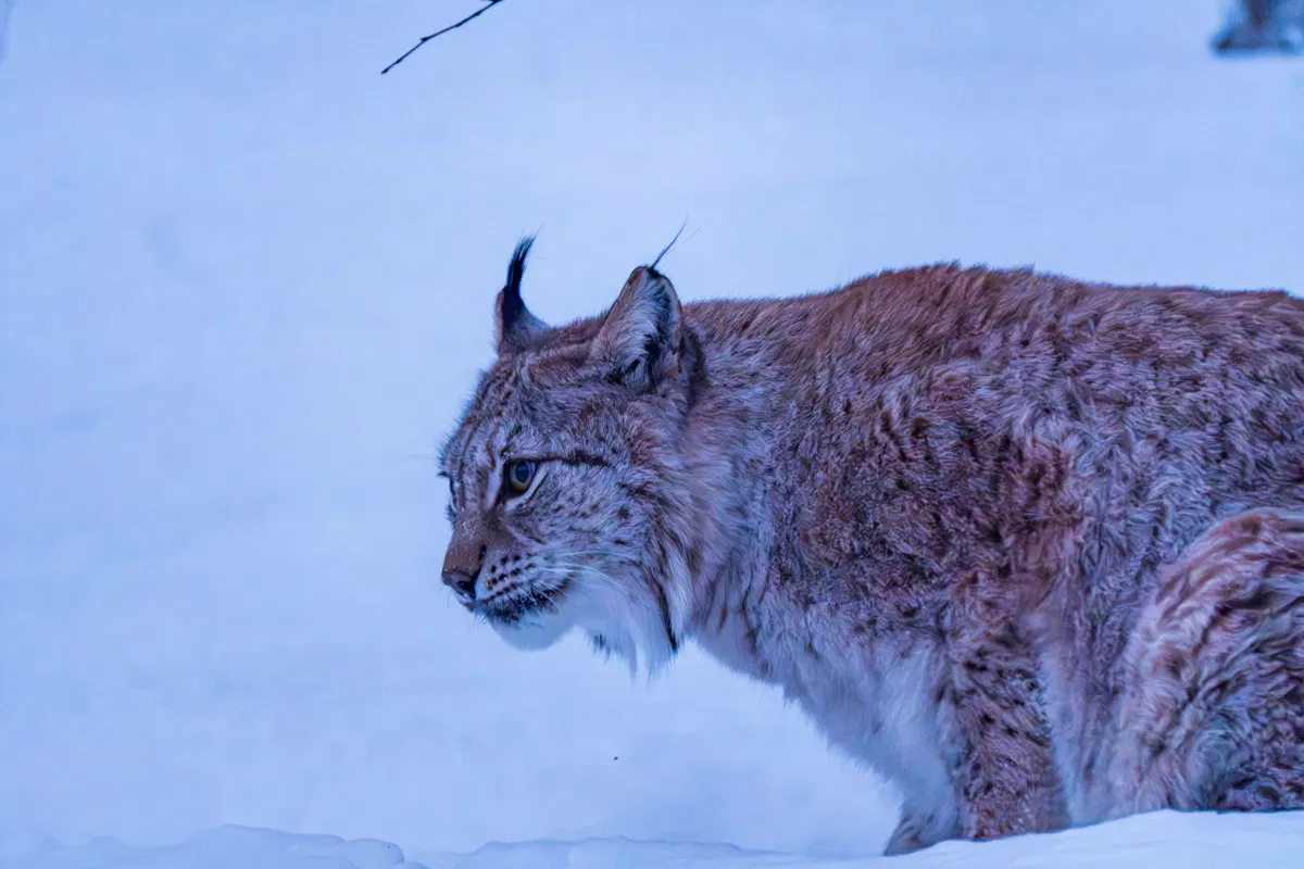 A lynx with tufted ears stands in snow, its tawny spotted coat glowing in blue light, looking to the left.