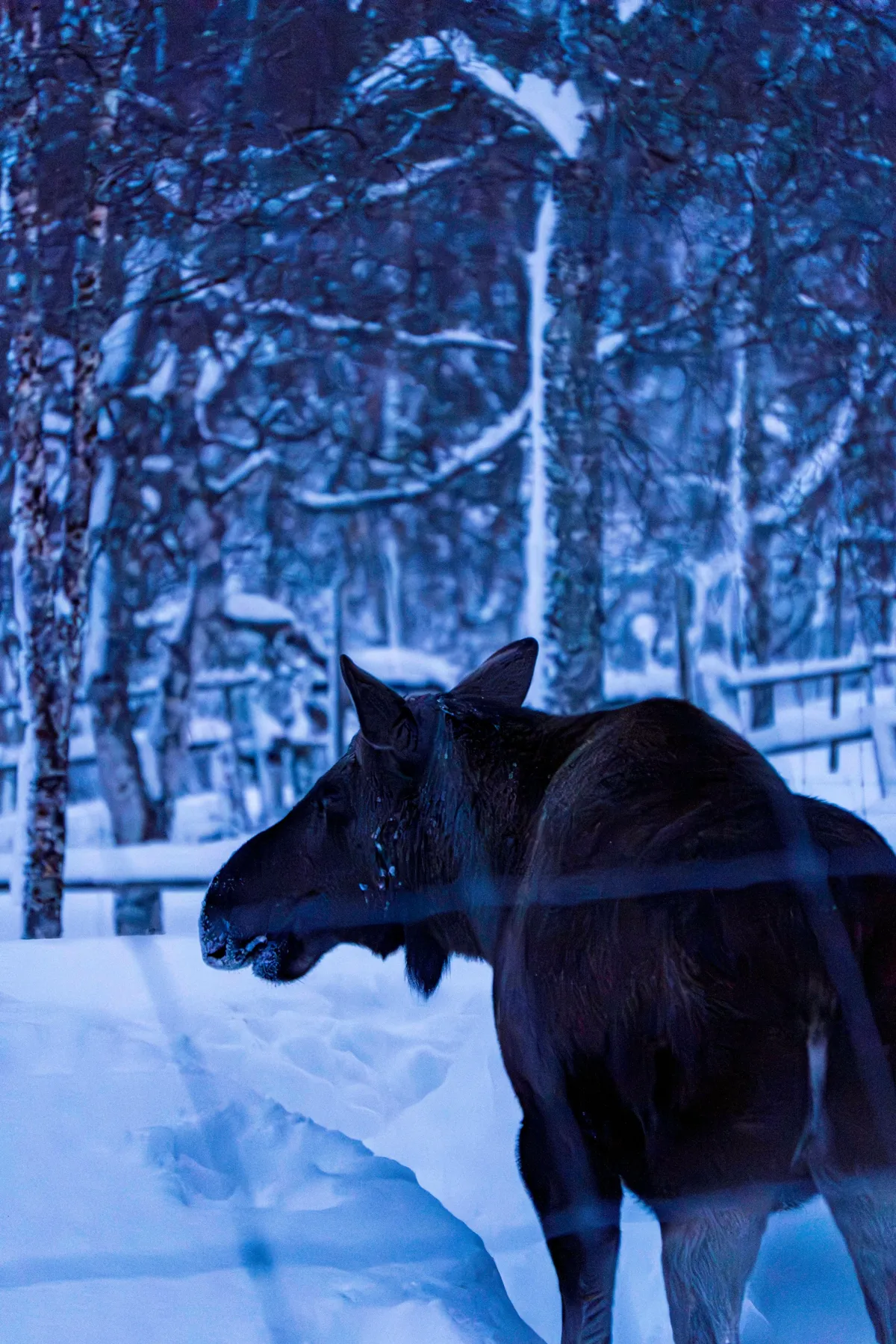A moose stands in deep snow, seen from behind through a fence, with snow-laden birch trees behind it.