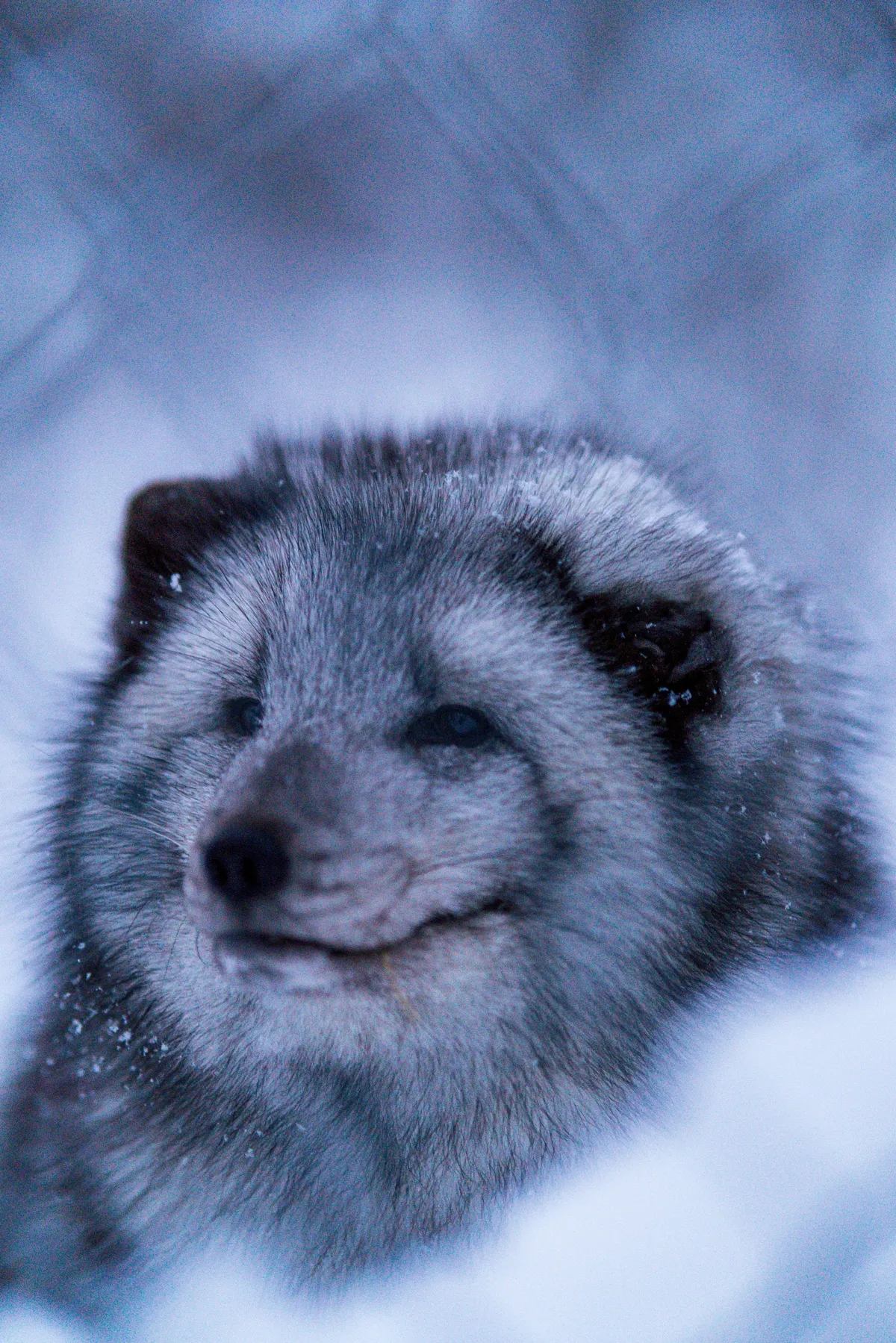 Close-up of an arctic fox with a thick grey-blue winter coat looking toward the camera in snow.