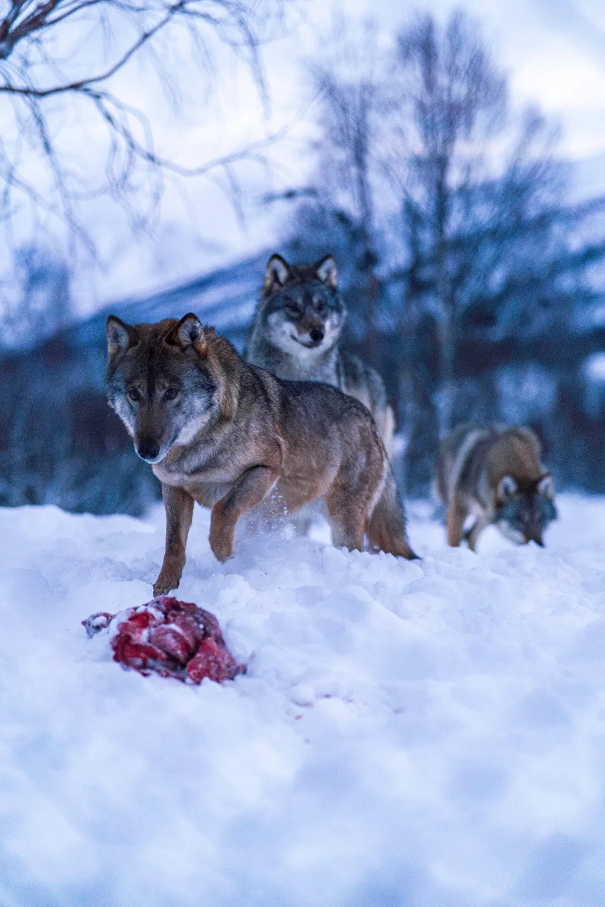 Three wolves in the snow, one in front walking toward the camera beside a piece of red meat, mountains behind.