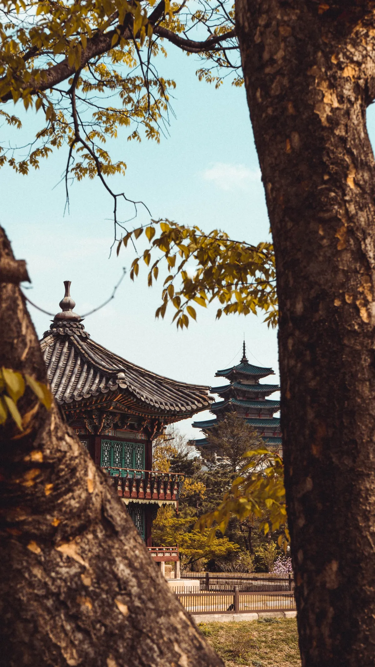 Curved palace roof and a green-roofed pagoda framed between two tree trunks, with spring leaves in the upper corner and a pale blue sky.