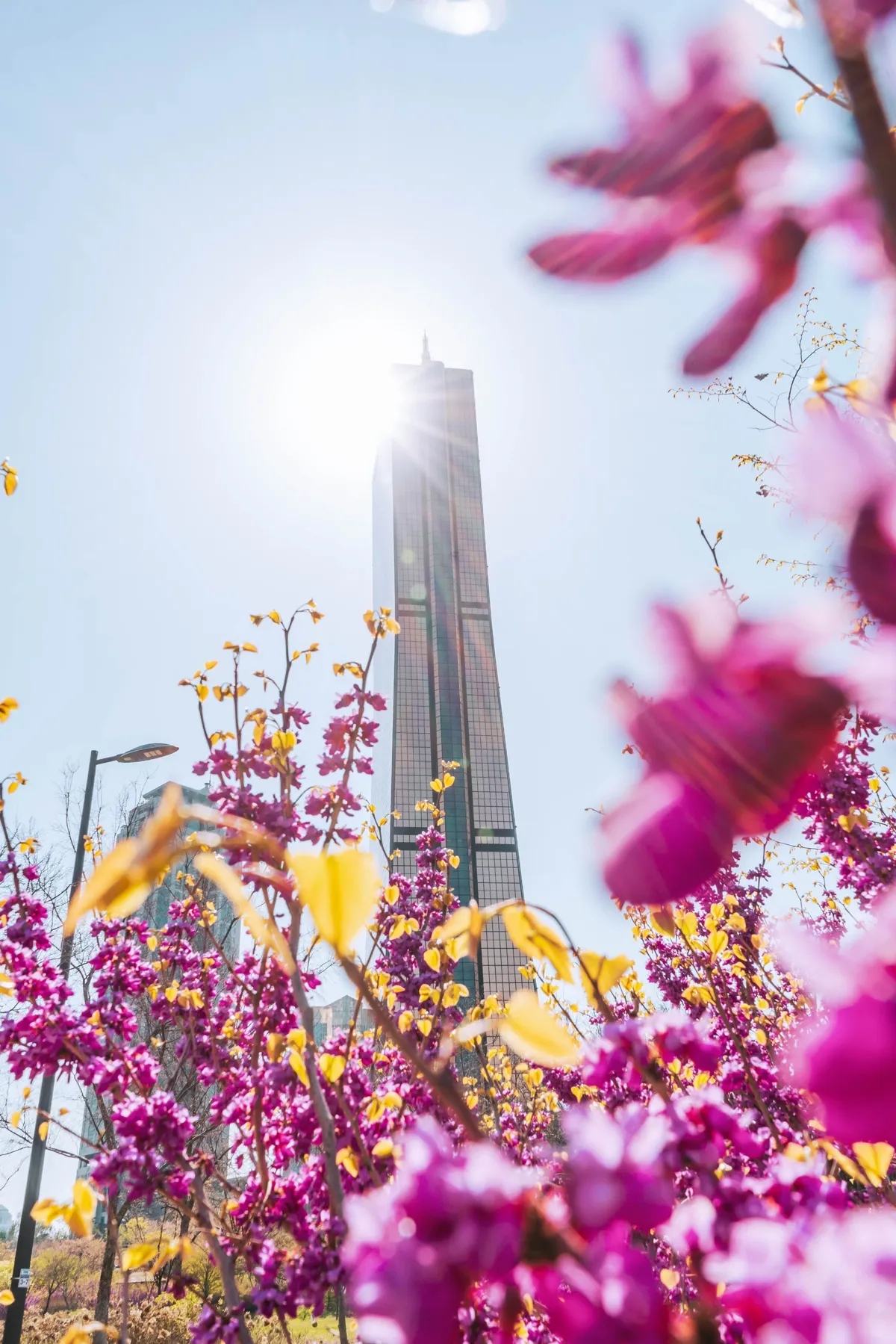 Dark glass skyscraper backlit by the sun, seen through bright magenta flowering branches and small yellow-green leaves, against a pale blue sky.