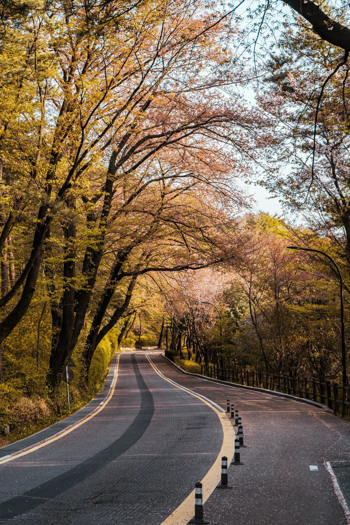 Curving paved road beneath a tunnel of cherry trees with pink blossoms and yellow-green leaves, black and white bollards along the edge, in warm light.