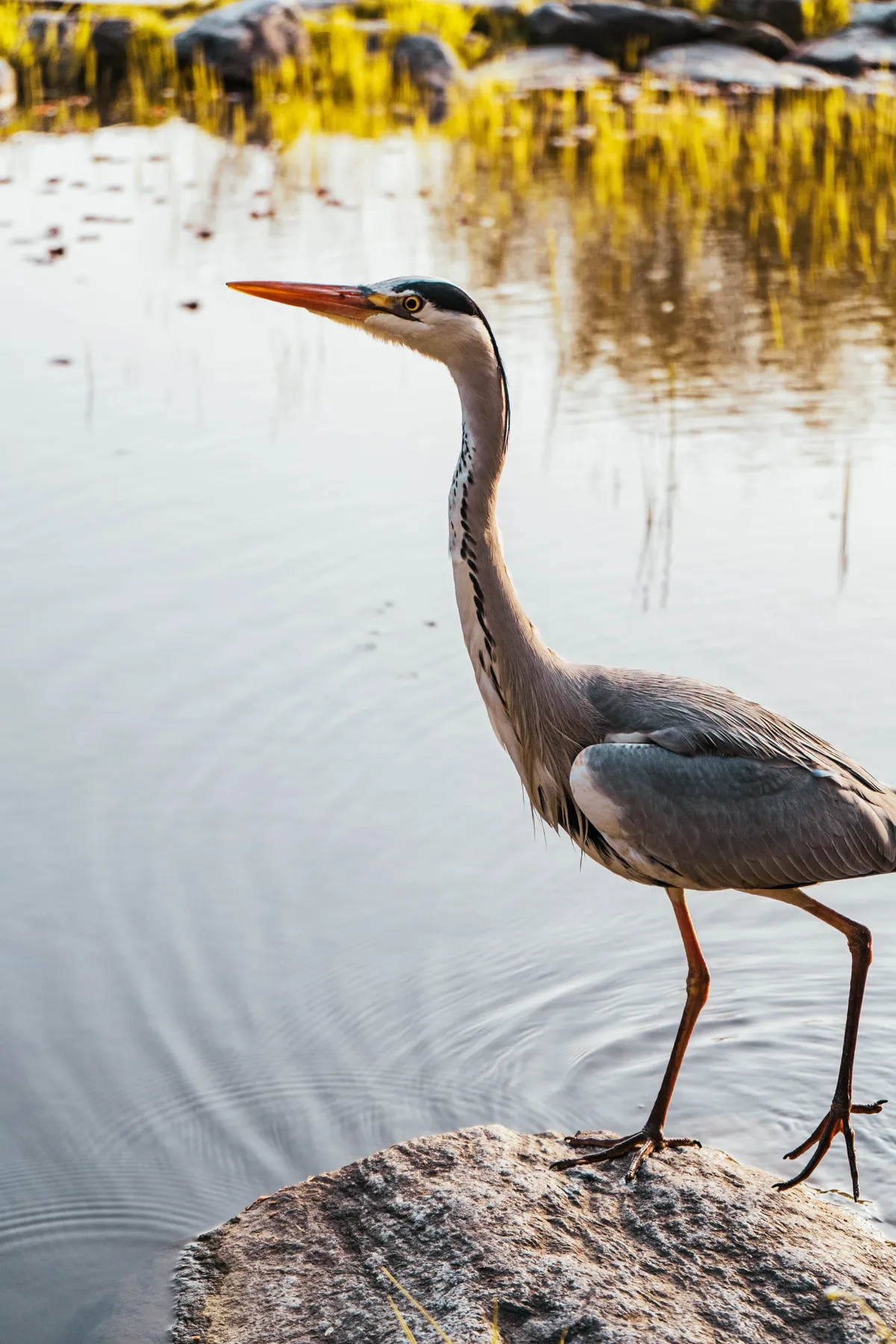 Grey heron standing on a rock at the edge of a pond, its head turned left, with yellow reeds reflected in the rippled water.