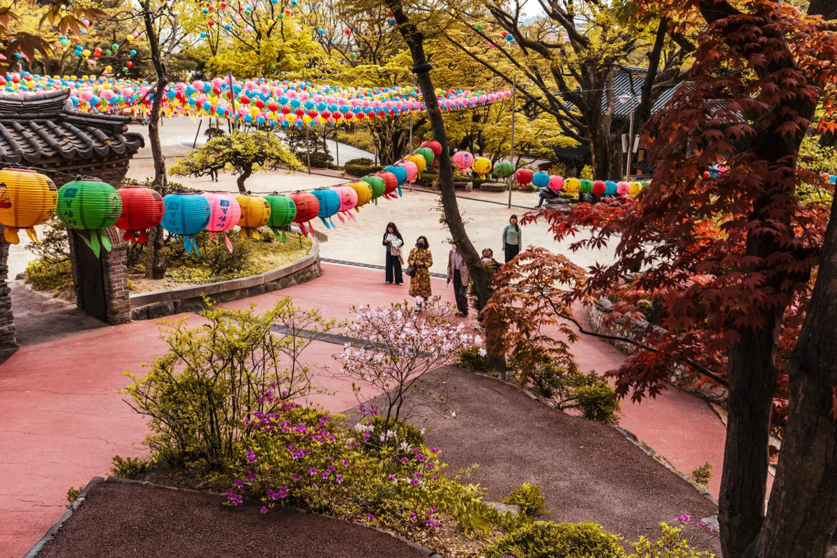 Temple grounds with rows of pink, yellow, blue and green paper lanterns above a pink path, red maple leaves at right and a few visitors walking.