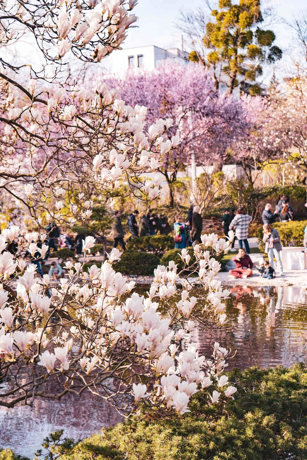 People stroll beside a pond in a Vienna park in spring, with white magnolia blossoms and pink trees.