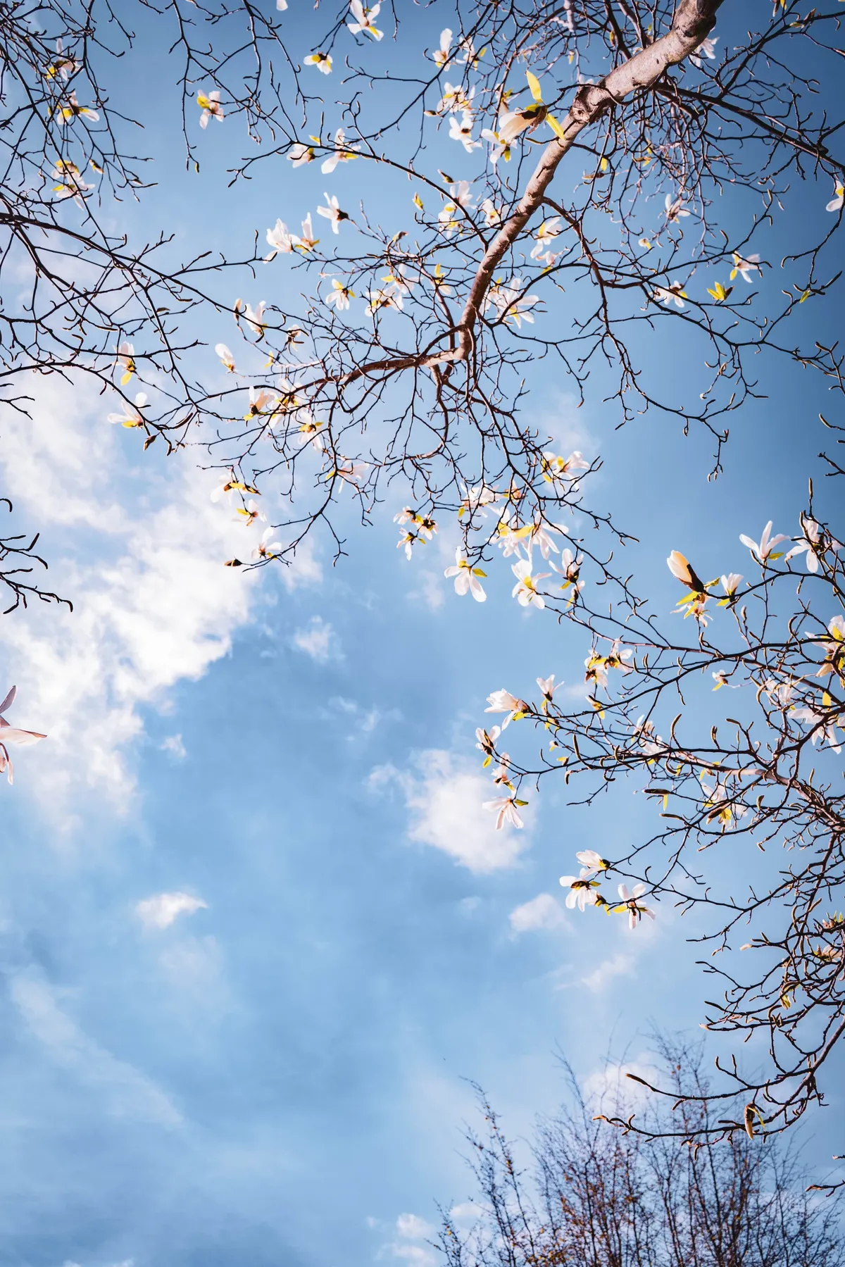 Looking up through bare branches dotted with white magnolia petals against a blue sky with soft clouds.