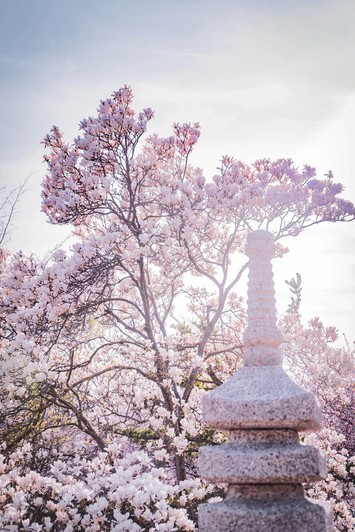 A pink magnolia tree in full bloom beside a stone pagoda-style lantern, in soft spring light.