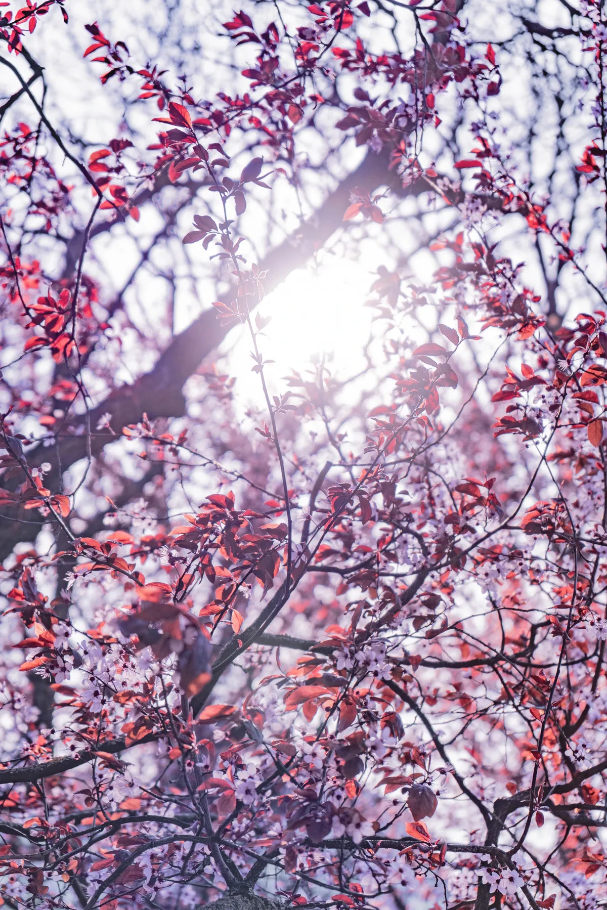 Sunlight shines through the red leaves and small pink blossoms of a spring cherry plum tree.