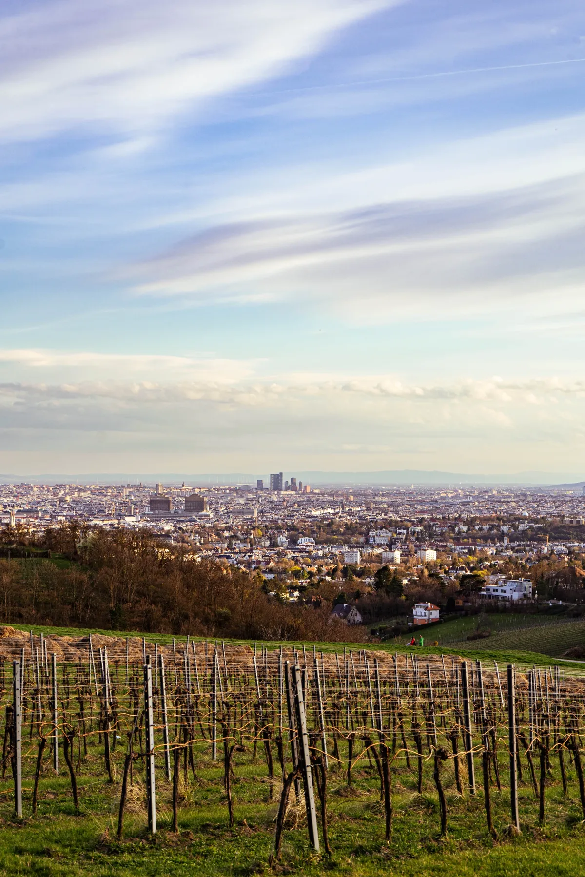 Bare grapevines on a vineyard slope in the foreground, with Vienna spreading out under a pale blue sky beyond.